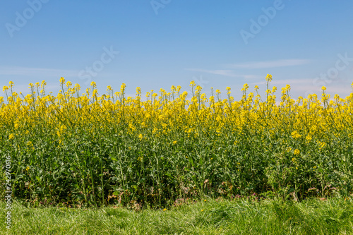Canola/Rapeseed Crops in Spring