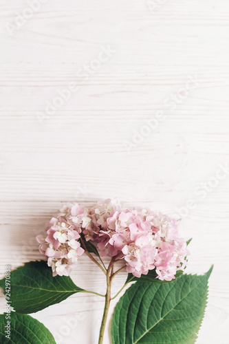  Pink hydrangea petals and green stem. Floral card. Hello spring. Beautiful hydrangea flower on rustic white wood, flat lay with space for text. Happy mothers day. International Women's day.