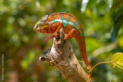 panther chameleon colourful reptile