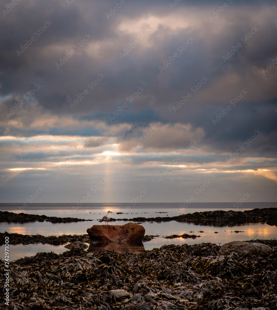 Sunrise, The Beach, Douglas, Isle of Man with Seagull
