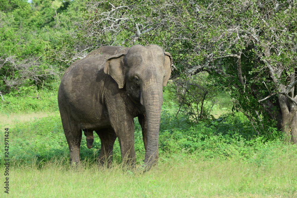 SRI LANKA ELEPHANT YALA NATIONAL PARK