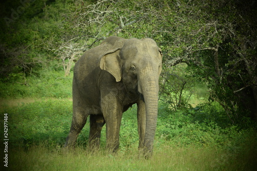 SRI LANKA ELEPHANT YALA NATIONAL PARK © Madhawa