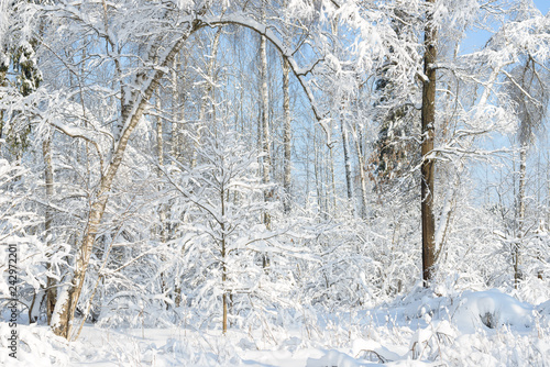 Winter branches covered with snow. Frozen tree branch in winter forest. Winter forest landscape.