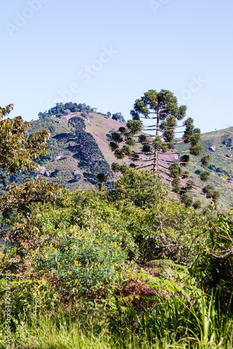 Araucaria tree in the mountains  © Roberto Epifanio