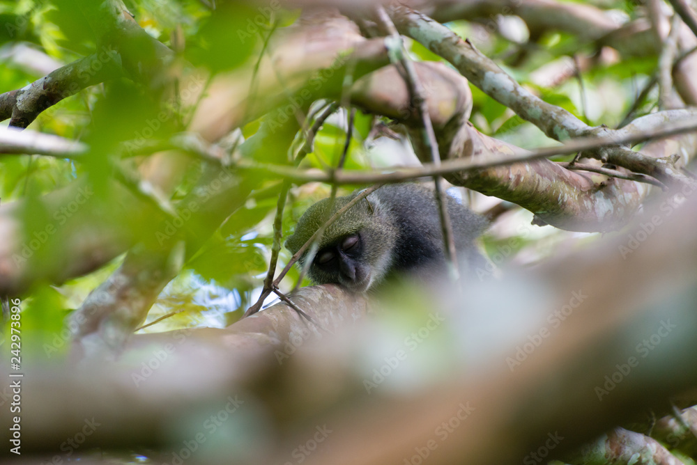 Obraz premium Monkey in tree in Jozani Forest of Zanzibar island, Tanzania - Image