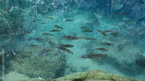 fishes swimming in a pond and looking for food. Photo taken in Phukhieo water quagmire, Lampang, Thailand. photo