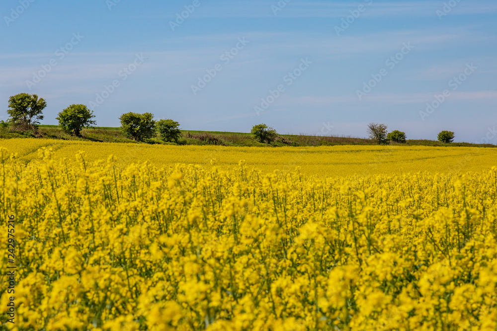A South Downs landscape in spring, with a canola/rapeseed field