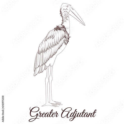 Greater adjutant stork cartoon bird coloring