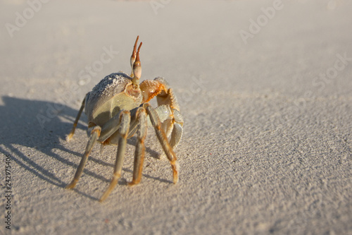 Crab on the sand on a sunny day. shadow in the sand