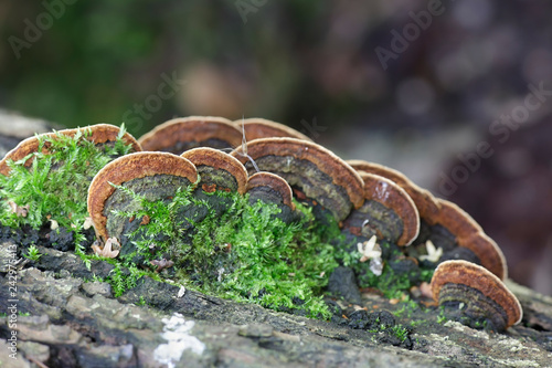 Willow bracket fungus, Phellinopsis  conchata photo