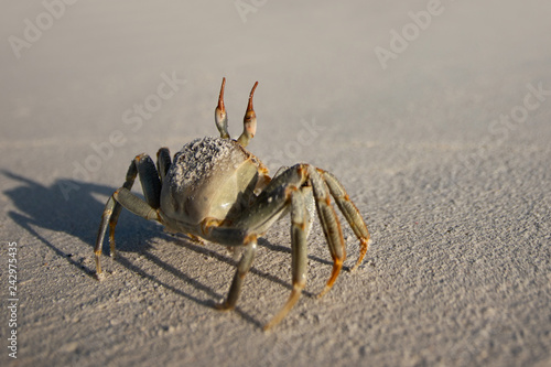 Crab on the sand on a sunny day. marine inhabitants. shadow in the sand