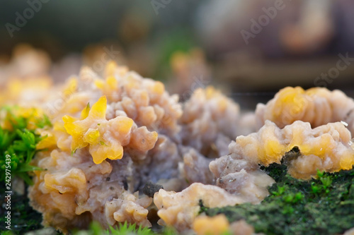 Phlebia radiata, wrinkled crust fungus
