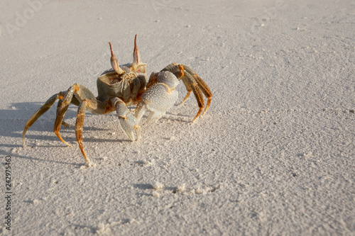 Crab on the sand on a sunny day. big crab claws. shadow in the sand