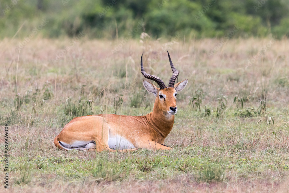 male kob male kob