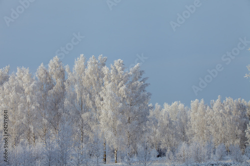 winter landscape, branches of trees in frost