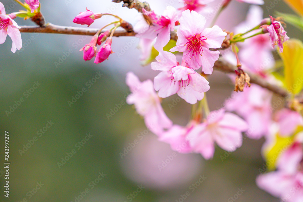 Beautiful cherry blossoms sakura tree bloom in spring over the garden, copy space, close up. Beautiful cherry blossoms sakura tree bloom in spring over the garden, copy space, close up.
