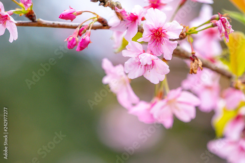Beautiful cherry blossoms sakura tree bloom in spring over the garden, copy space, close up.