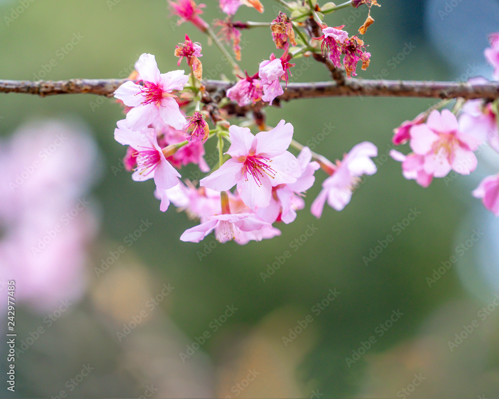 Beautiful cherry blossoms sakura tree bloom in spring over the garden, copy space, close up. Beautiful cherry blossoms sakura tree bloom in spring over the garden, copy space, close up.