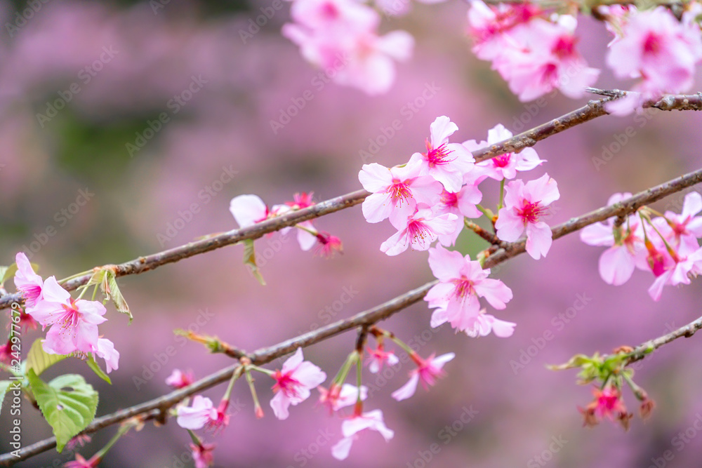 Beautiful cherry blossoms sakura tree bloom in spring over the garden, copy space, close up. Beautiful cherry blossoms sakura tree bloom in spring over the garden, copy space, close up.