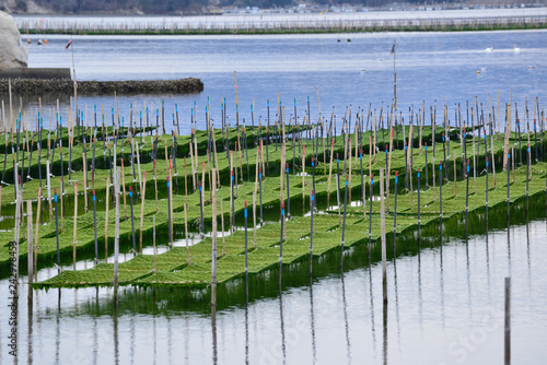 海苔の養殖場