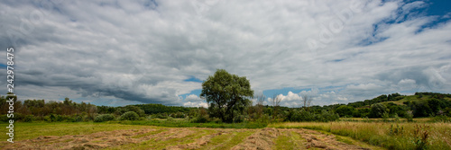 forest and field on a background of clouds. Web banner.