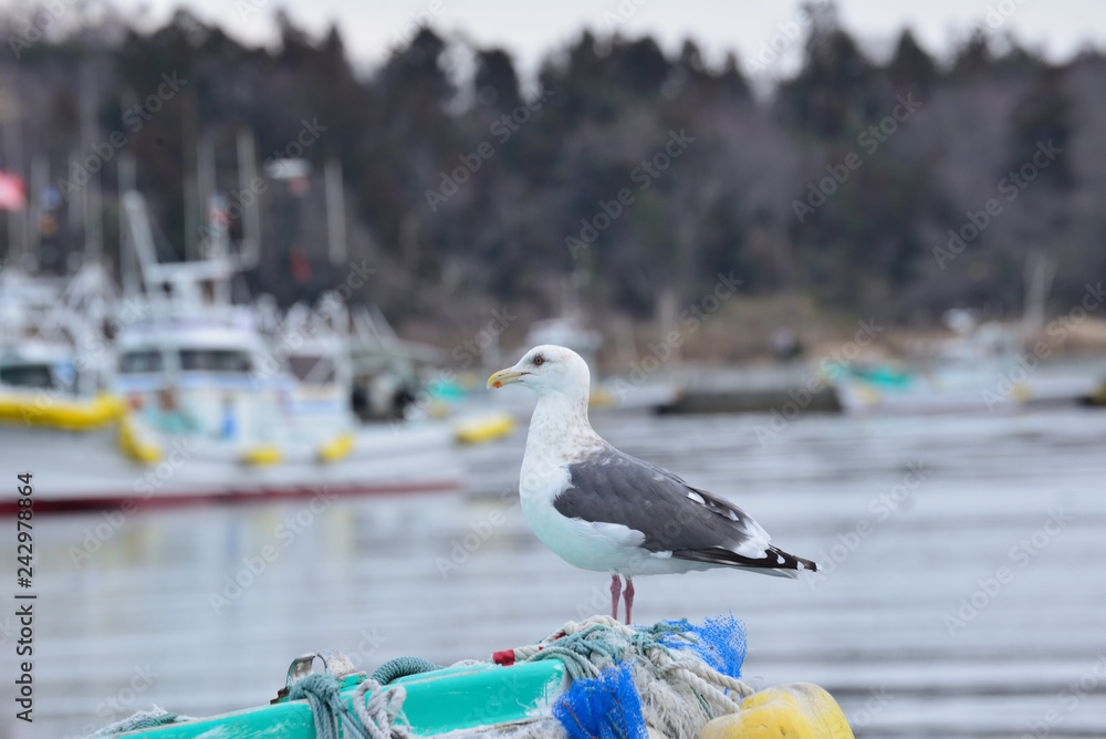 Obraz premium うみねこ