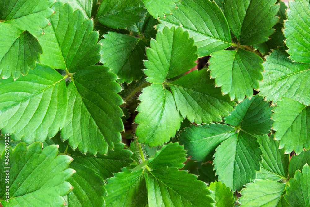 Strawberry bushes top view. Leaf background Strawberry bushes top view. Leaf background