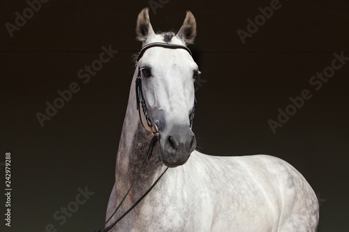 Pure Spanish Horse or PRE, portrait against dark stable background
