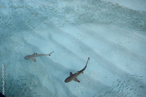 Fototapeta Naklejka Na Ścianę i Meble -  Sharks with fish