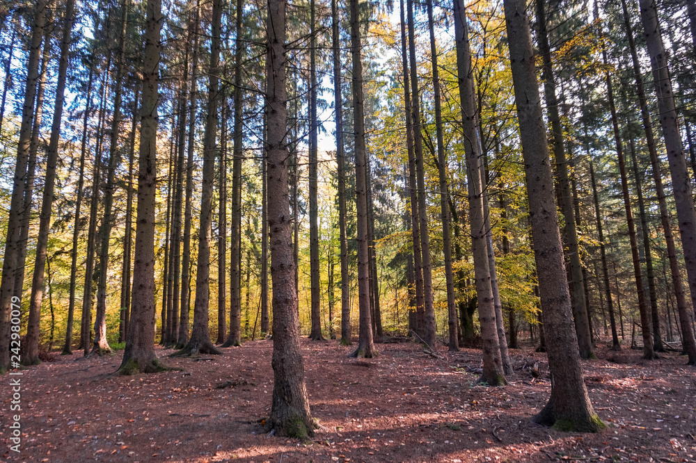 Obraz premium Bäume im Herbstwald