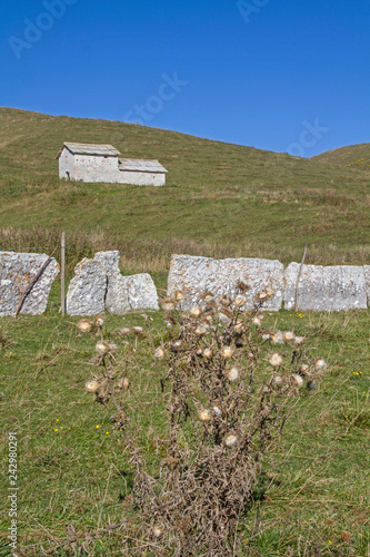 Almhütte mit Distelpflanze im Naturpark Lessinische Berge photo