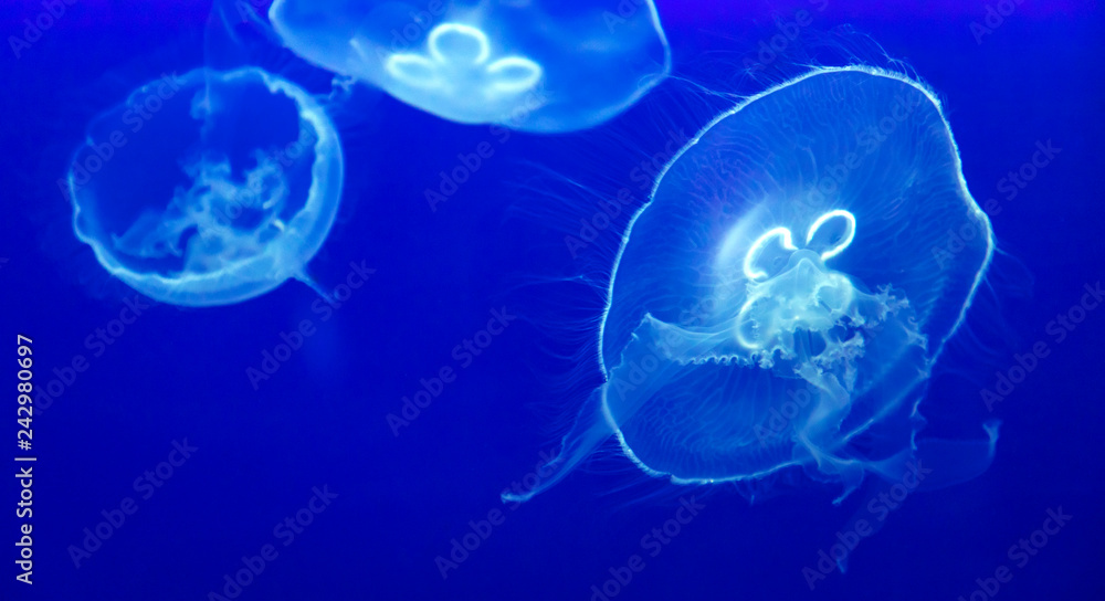 barrel jellyfish, jellyfish barrel jellyfish, jellyfish