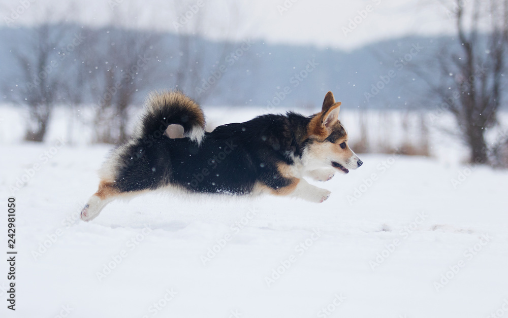 puppy welsh corgi running in snow puppy welsh corgi running in snow