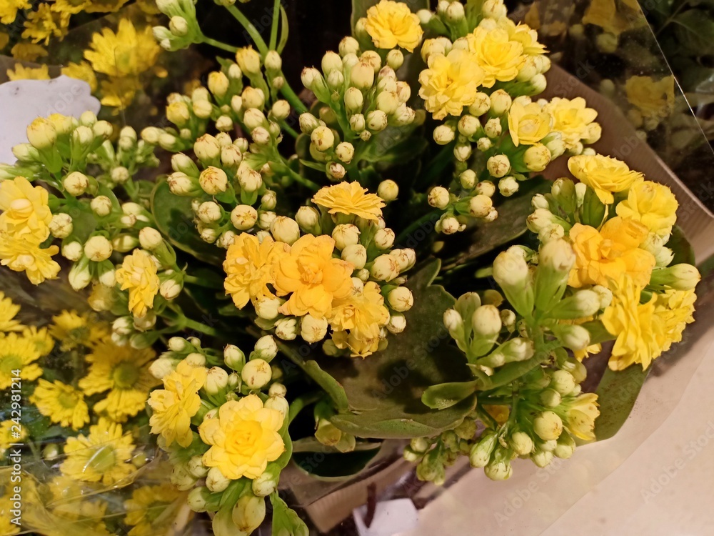 Flowers blooming 55285