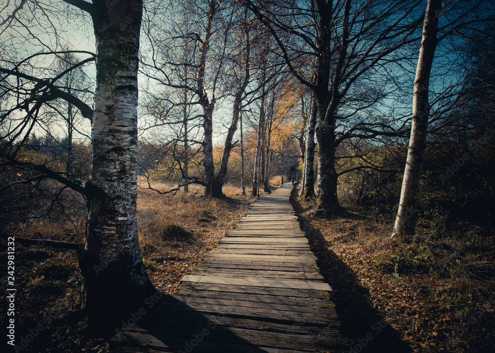 Obraz premium Steg im Moor