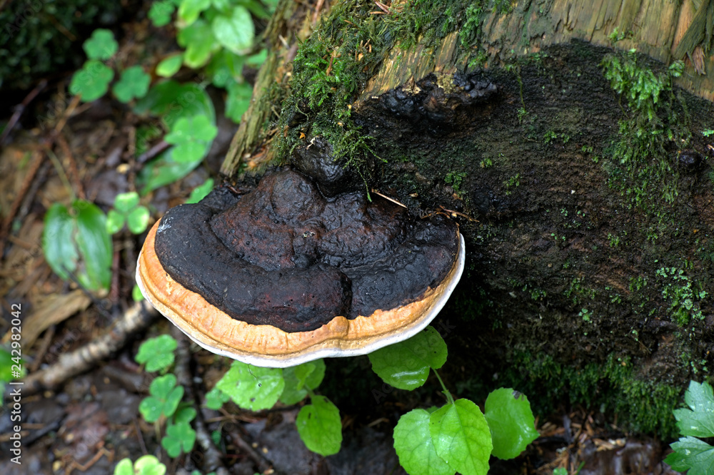 Fototapeta premium Red belt conk, Fomitopsis pinicola