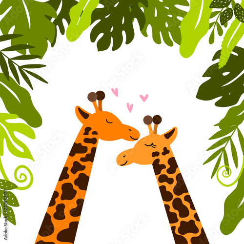 Cute giraffes cuddle under tropical leaves. photo