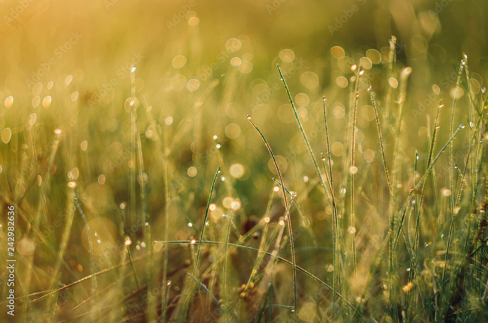 Green grass with dew background