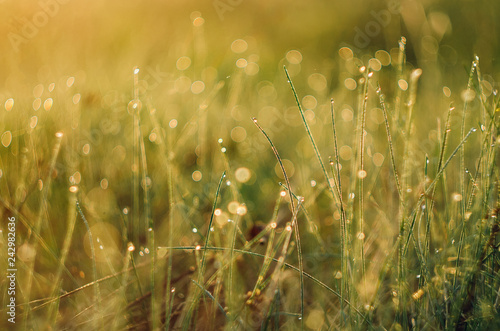 Fototapeta Naklejka Na Ścianę i Meble -  Green grass with dew background