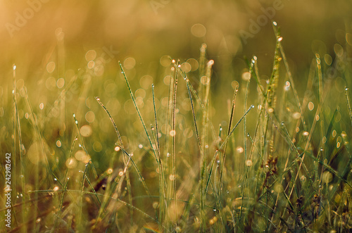 Green grass with dew background © Volha Krayeva