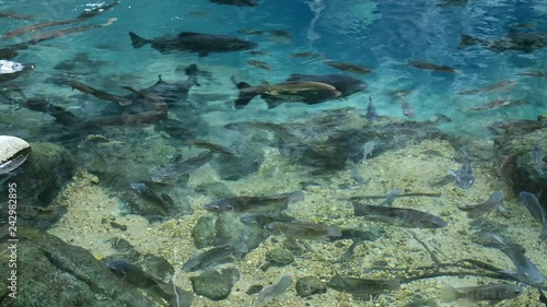 fishes swimming in a pond and looking for food. Photo taken in Phukhieo water quagmire, Lampang, Thailand. photo