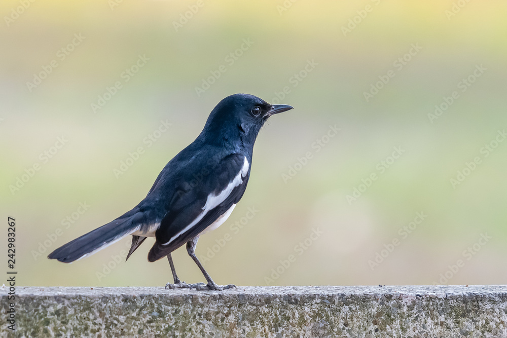 Obraz premium Male Oriental Magpie Robin can be found almost everywhere in Thailand