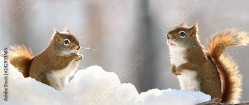 Fototapeta Naklejka Na Ścianę i Meble -  two squirrels in snow during winter