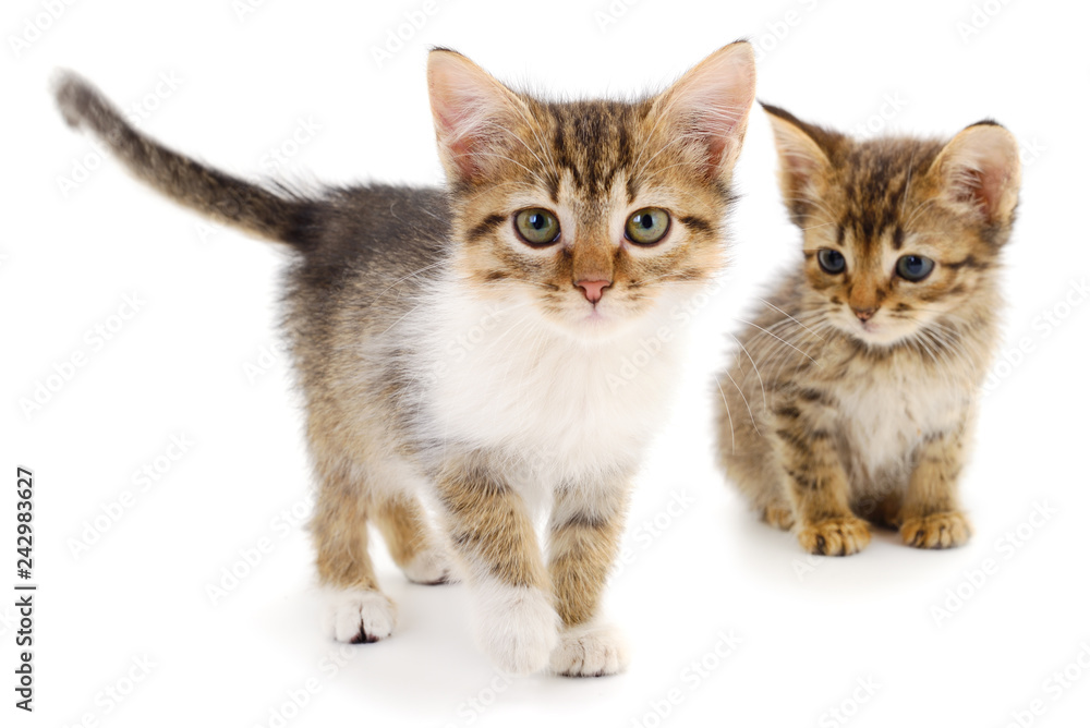 Two small kittens. Two small kittens.