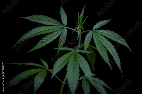 seedling of cannabis  Cannabis leaves of a plant on a dark background  medicinal agricultur.