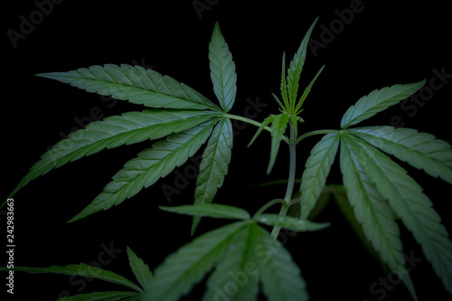 seedling of cannabis, cannabis leaf grow grow , Cannabis leaves of a plant on a dark background, medicinal agricultur.