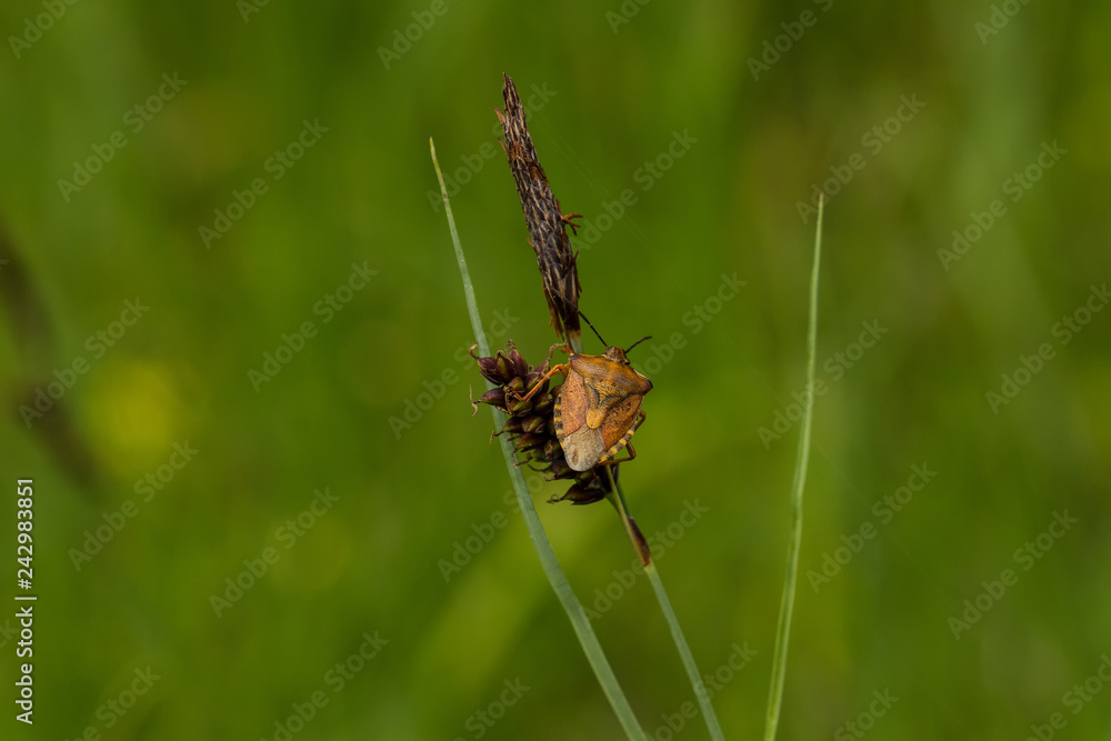 Bugs Bugs