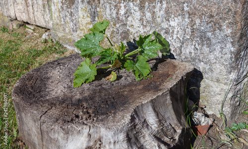 Marrow plant growing on a stump.