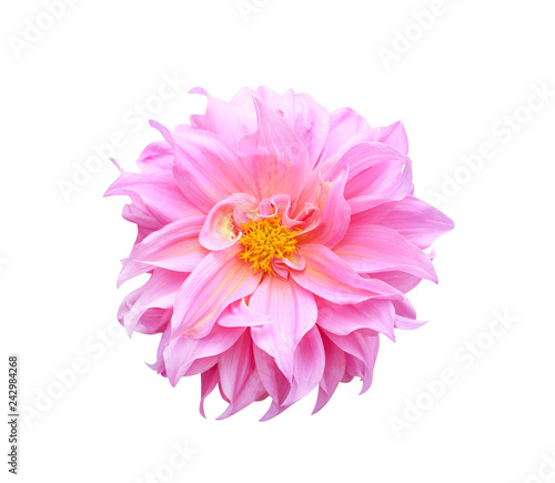 Top view colorful ornamental pink or purple dahlia flower blooming with yellow pollen growing isolated on white background with clipping path , macro