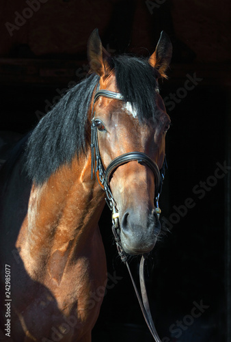 Purebred sports dressage horse portrait in dark stable background